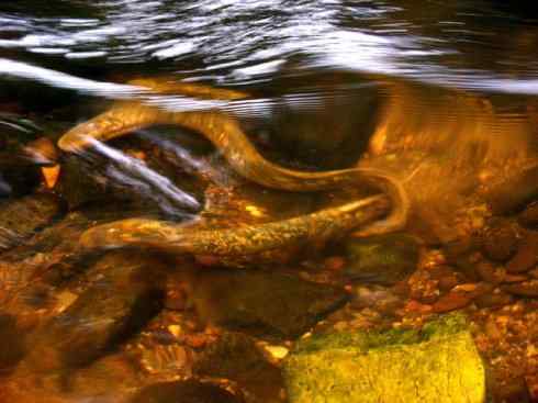 鱼类活化石：背眼七鳃鳗