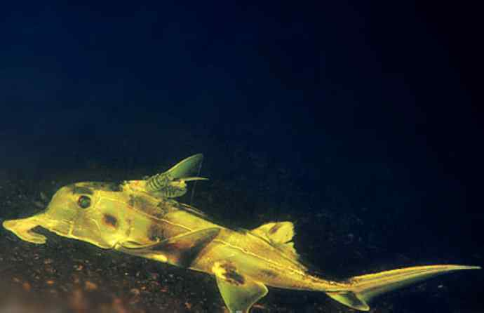 鱼类活化石：叶吻银鲛