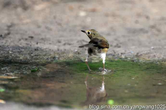 雌性蓝歌鸲（8）