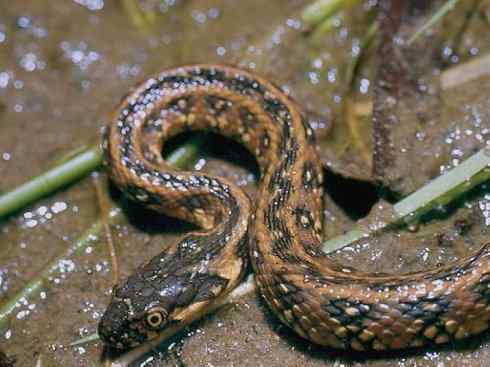 龙：传说的兽原型探秘（水蛇类）