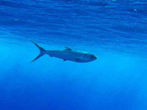 鱼类活化石：虱目鱼