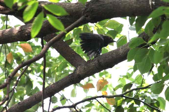 摄鸟拾趣(六) wbr乌鸫dong(幼鸟) wbr2012.06 摄鸟拾趣(六) wbr乌鸫dong(幼鸟) wbr2012.06