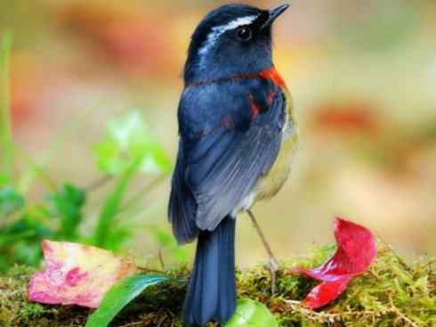 美丽无罪：雀鸟之林鸲