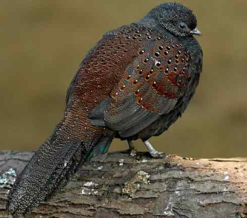 凤凰：传说中的鸟原型探秘（孔雀雉）