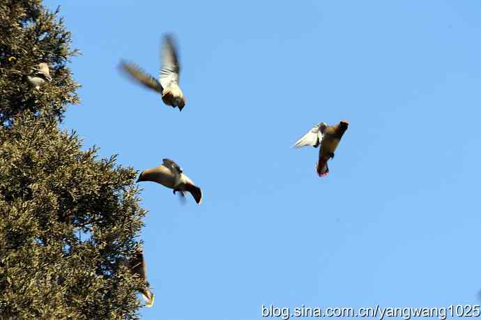 颐和园的收获（欢乐的太平鸟）2