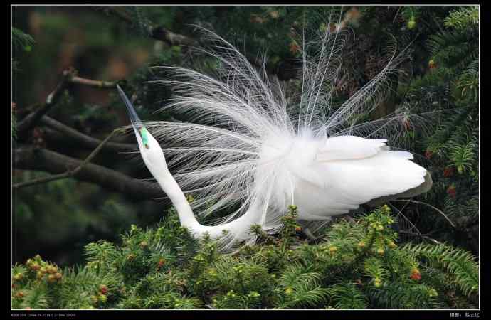 象山白鹭拍摄经验谈 象山白鹭拍摄经验谈