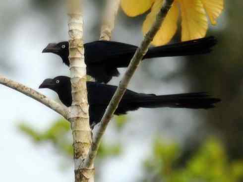 奇特的盔：大犀鹃