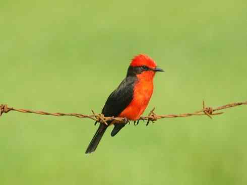 极品红色鸟类：朱红霸鶲