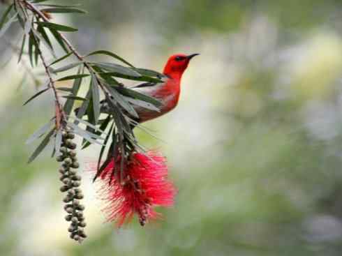极品红色鸟类：绯红摄蜜鸟