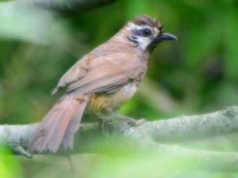 家禽驯化之源之十六