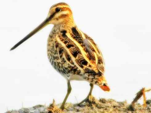 鸟类之最:小丘鹬 鸟类之最:小丘鹬