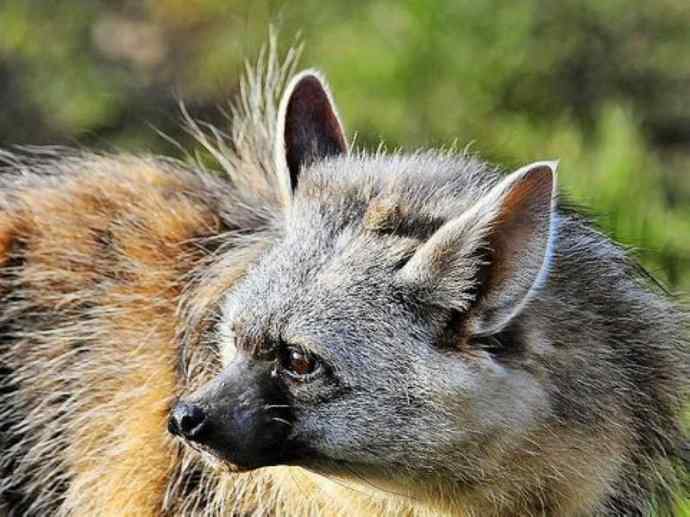 盘点十二大著名食蚁动物：土狼