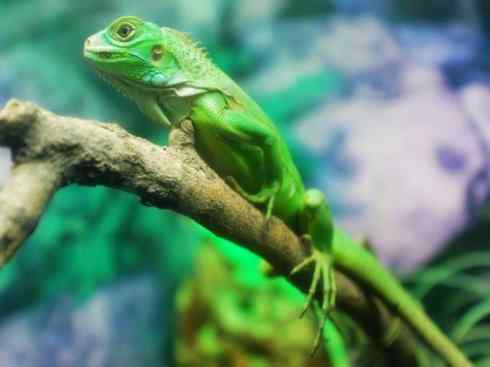 自然奇观：动物大迁徙(绿鬣蜥）