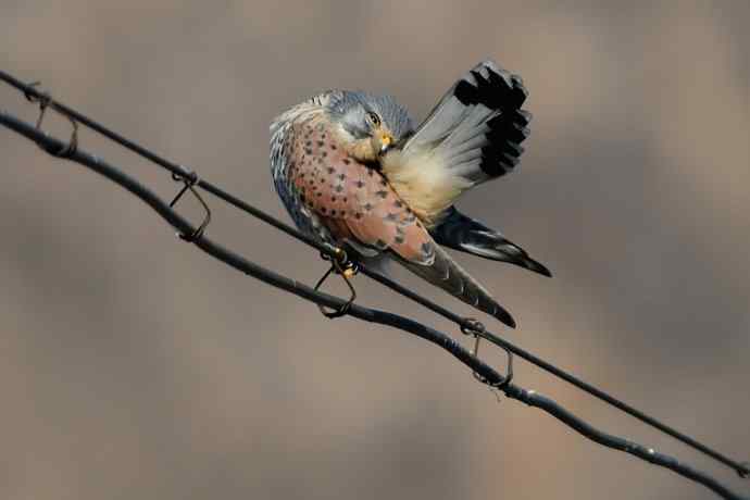 这只红隼很安逸