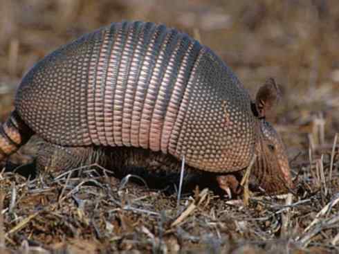 动物世界：山寨还是原创之六