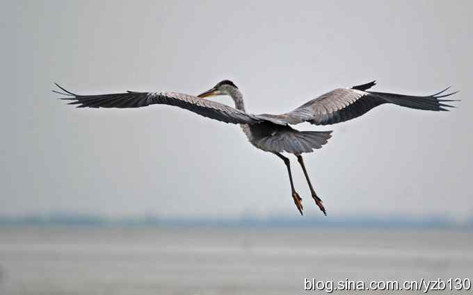 鸟的天堂9鈥斺斘诹核睾５哪信浣牵ㄗ橥迹