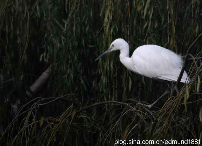800mm的轻便大炮-望远镜摄影之习作