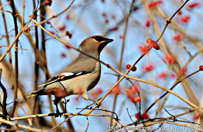 太平鸟（抓拍）2