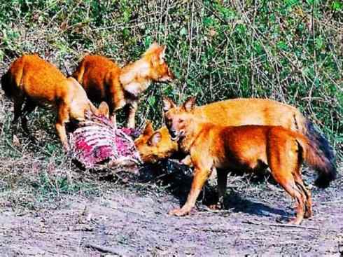 狈：传说的兽原型探秘（豺）