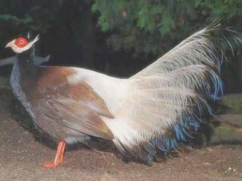 家禽驯化之源之五