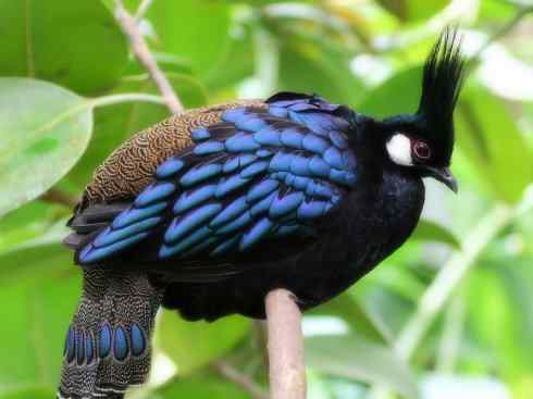 凤凰：传说中的鸟原型探秘（孔雀雉）