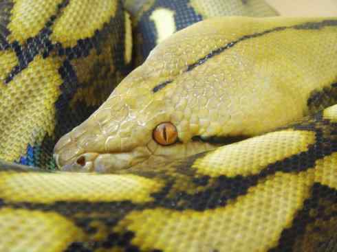 龙：传说的兽原型探秘（蟒蛇类）