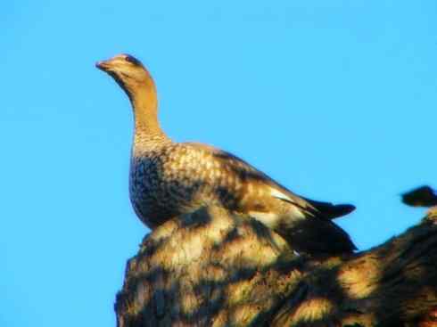 家禽驯化之源之十一