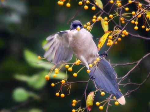 雀鸟也彪悍：赤练仙子（灰喜鹊）