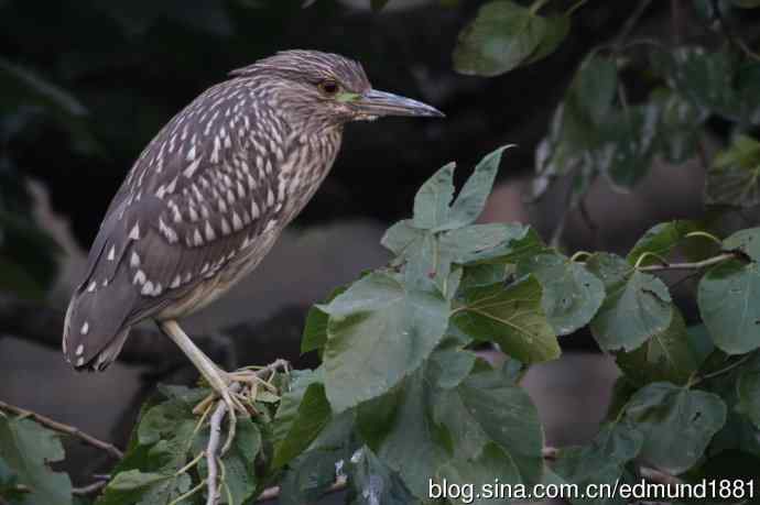 800mm的轻便大炮-望远镜摄影之习作