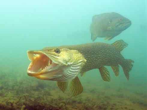 鱼类活化石：弓鳍鱼