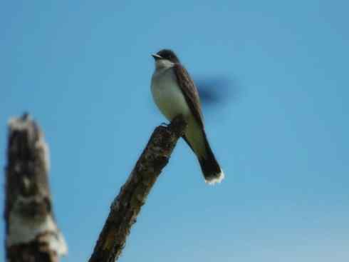 雀鸟也彪悍：四两拨千斤（王霸鹟）