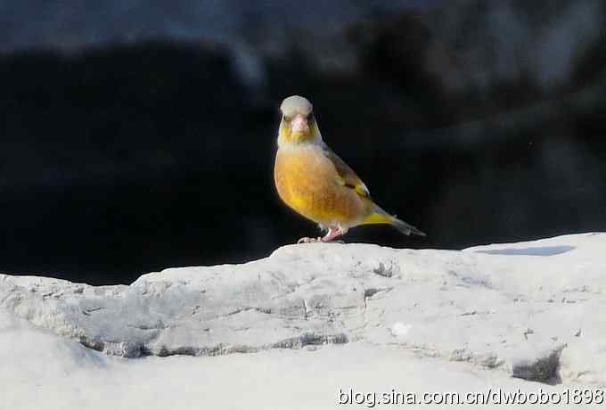 黄雀和植物园众小鸟 黄雀和植物园众小鸟