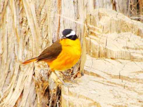 白头鸟系列:另类的美丽（白头歌鵖）