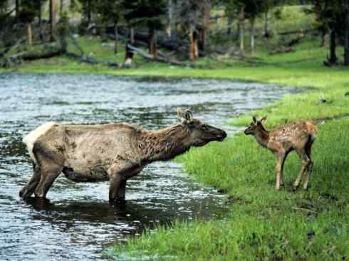 麒麟：传说的兽原型探秘（驼鹿）