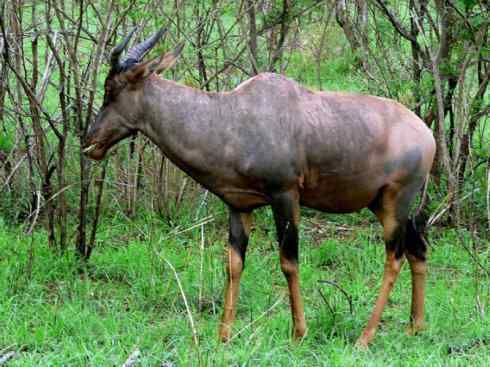 麒麟：传说的兽原型探秘（狷羚）