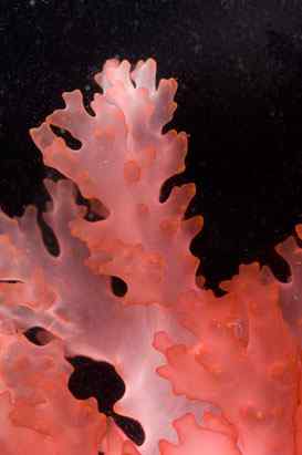 人类第一次完成海洋物种普查：23万种海洋生物