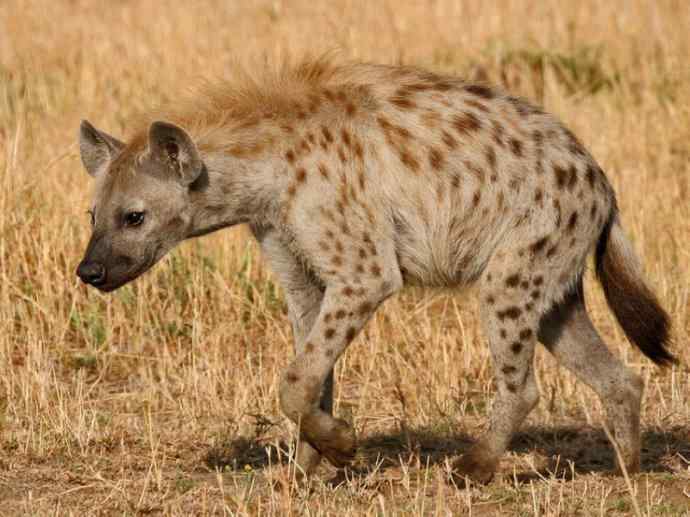 盘点十二大著名食蚁动物：土狼