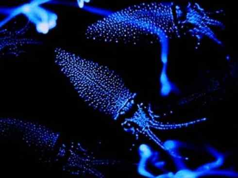 自然奇观：动物大迁徙(乌贼）