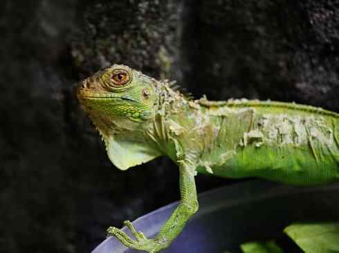 自然奇观：动物大迁徙(绿鬣蜥）