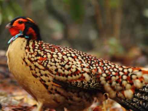 凤凰：传说中的鸟原型探秘（锦鸡）
