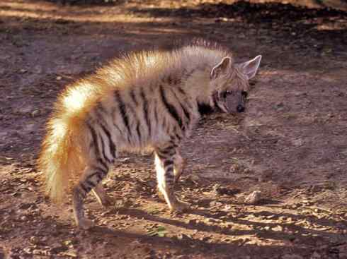 盘点十二大著名食蚁动物：土狼