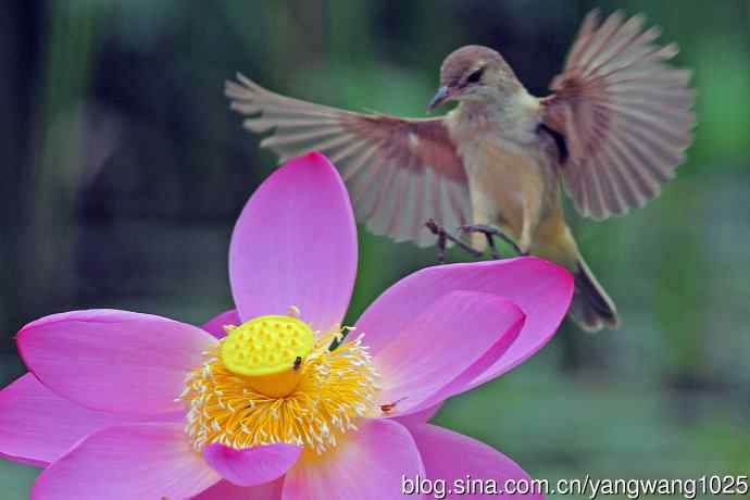 东方大苇莺与荷花(2) 东方大苇莺与荷花(2)