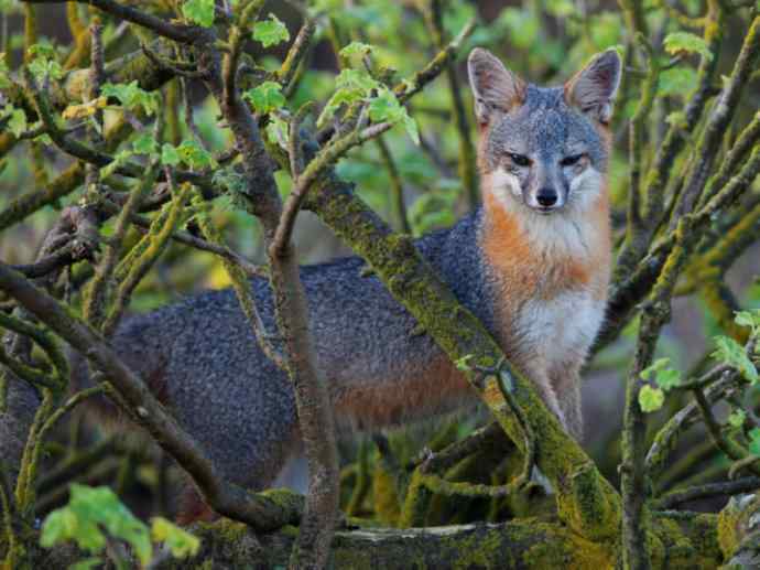 犬科：狐亚科灰狐属之灰狐、岛屿灰狐