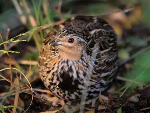 凤凰：传说的鸟原型探秘（鹌鹑）