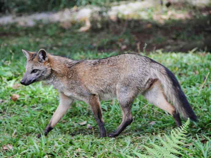 犬科：狐亚科食蟹狐属之食蟹狐