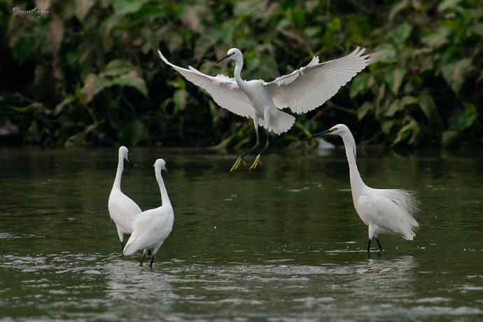 白鹭弄清影 wbr翩跹在河边