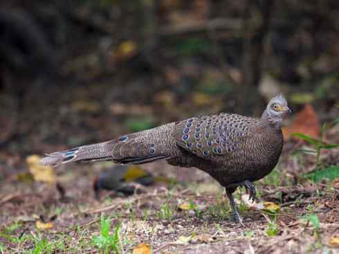 凤凰：传说中的鸟原型探秘（孔雀雉）
