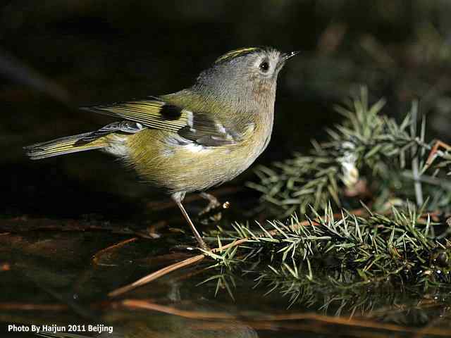 暮然回首,戴菊却在天坛水洼处