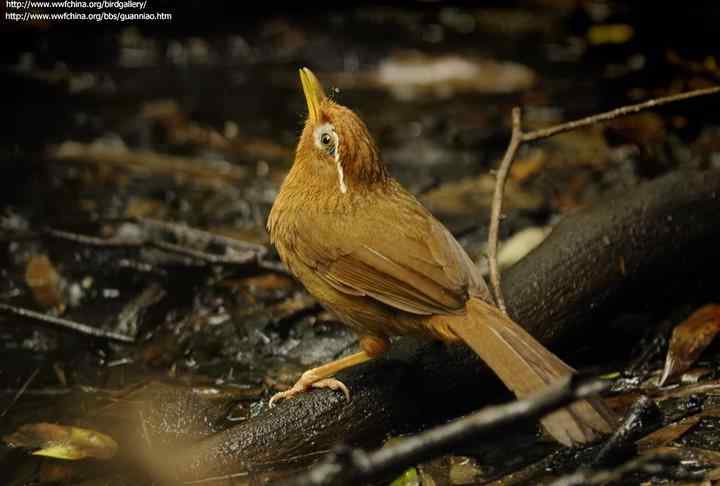 画眉饲养知识大全：画眉300问