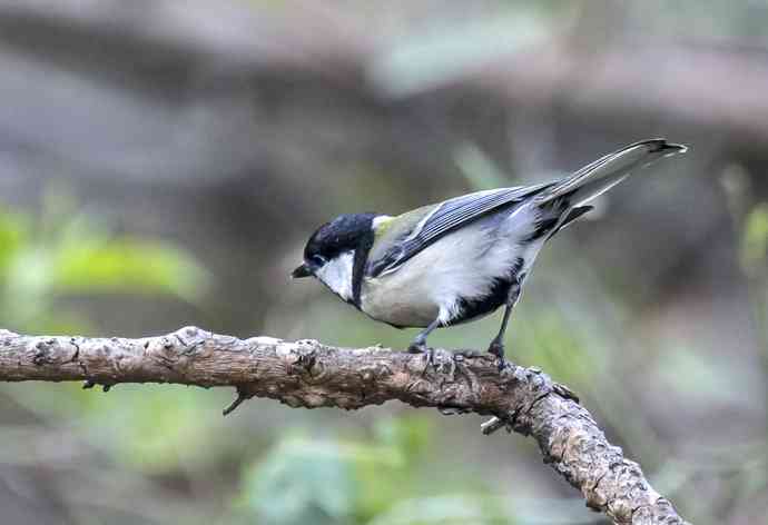 打鸟归来收获多多---(4)大山雀